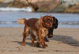 KING CHARLES SPANIEL 087